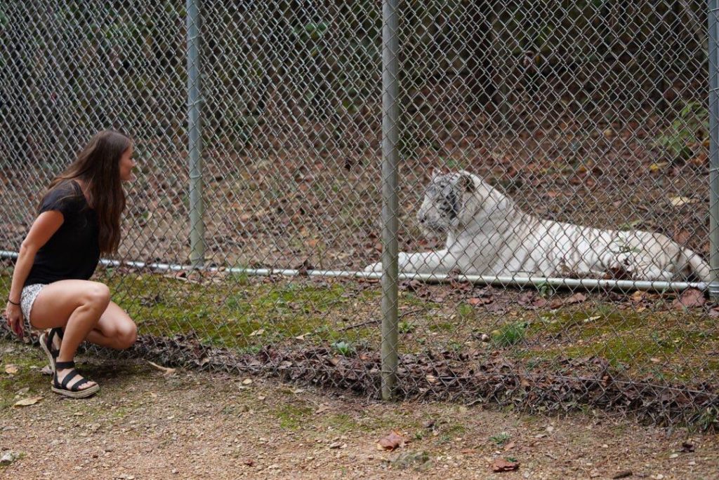 day trips from birmingham alabama- Tigers for Tomorrow Animal Preserve, white tiger 