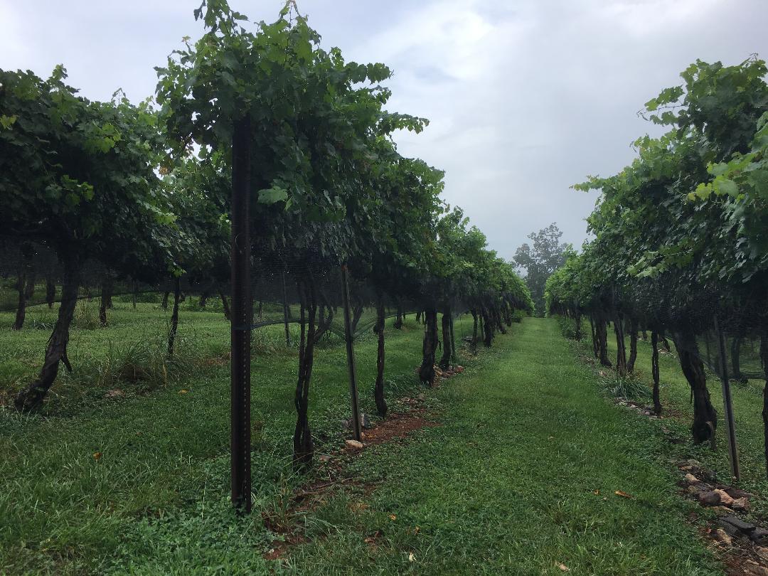 WolfVineyards All the Way Alanna